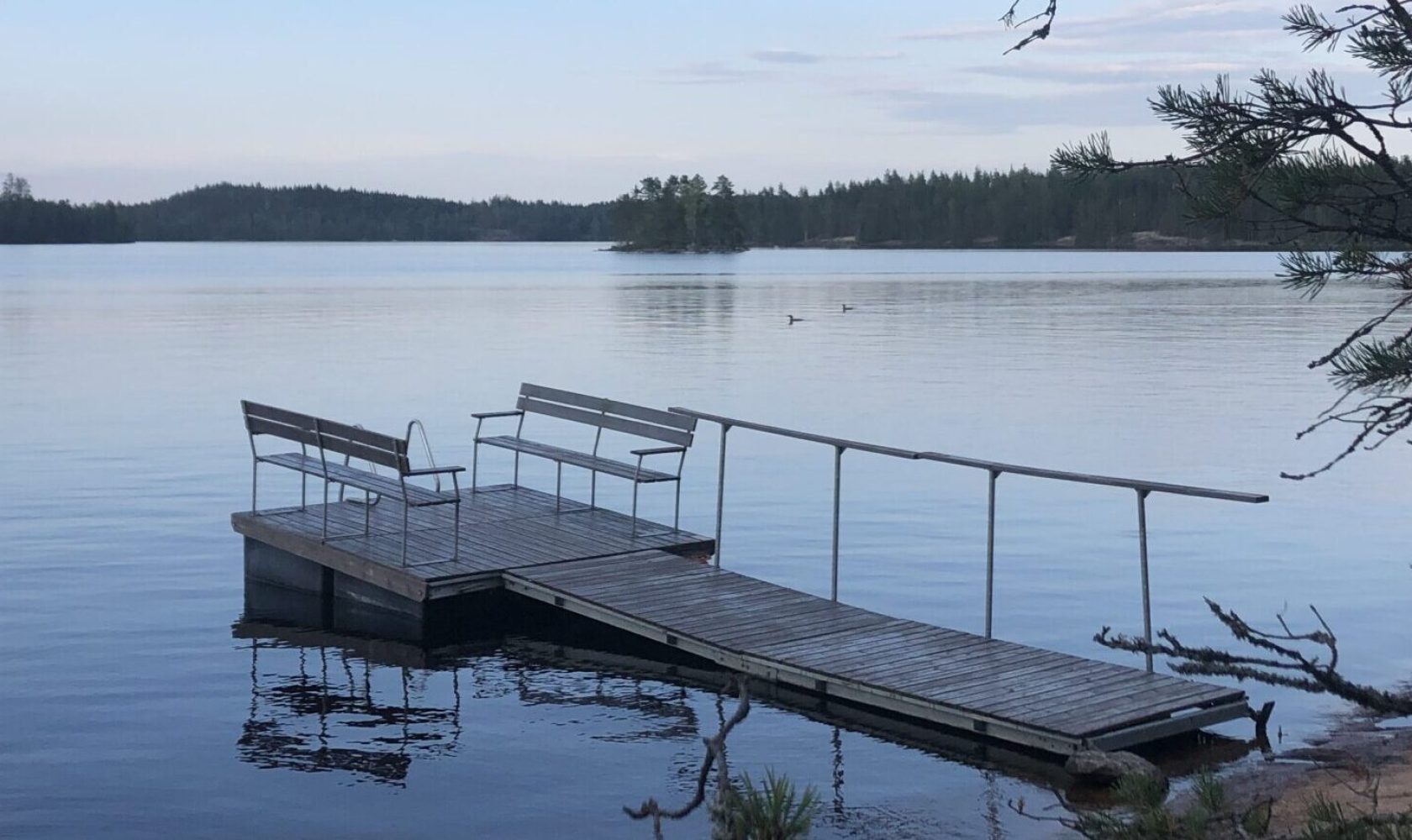 steg und prachttaucher