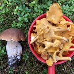 steinpilz pfifferling